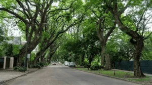 San Isidro licita el mantenimiento del arbolado público por más de $7.000 millones